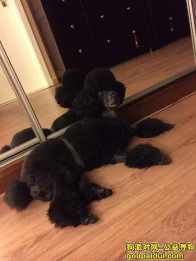 【北京找狗】，跪谢！黑色小型泰迪，在望京朝廷公寓走丢，它是一只非常可爱的宠物狗狗，希望它早日回家，不要变成流浪狗。