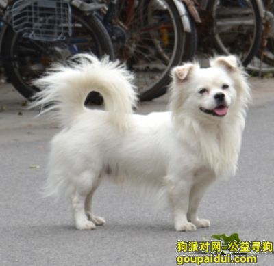 北京寻狗 3000元酬谢 13522906391，它是一只非常可爱的宠物狗狗，希望它早日回家，不要变成流浪狗。