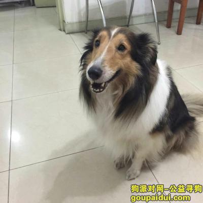【天津找狗】，天津南开区密云路2000寻狗，它是一只非常可爱的宠物狗狗，希望它早日回家，不要变成流浪狗。