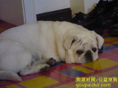 北京良乡白色巴哥走失，它是一只非常可爱的宠物狗狗，希望它早日回家，不要变成流浪狗。