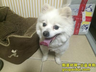 北京找狗主人，南四环丰台科技园附近捡到白色母小型犬，带彩色肩带，它是一只非常可爱的宠物狗狗，希望它早日回家，不要变成流浪狗。