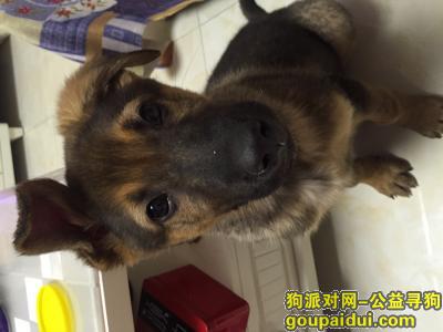 【天津找狗】，一只不纯的小狼狗，三个月大。，它是一只非常可爱的宠物狗狗，希望它早日回家，不要变成流浪狗。