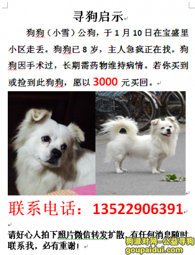北京寻狗 白色，公，串，3000元酬谢 13522906391，它是一只非常可爱的宠物狗狗，希望它早日回家，不要变成流浪狗。