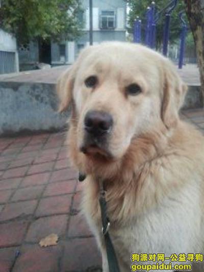 济南槐荫区西沙王庄村悬赏五千元寻找金毛犬，它是一只非常可爱的宠物狗狗，希望它早日回家，不要变成流浪狗。