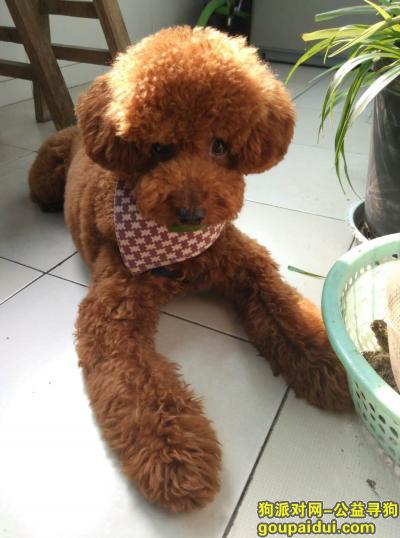 寻找丢失的泰迪犬--毛毛，它是一只非常可爱的宠物狗狗，希望它早日回家，不要变成流浪狗。