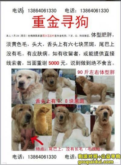 济南槐荫区西沙王庄村悬赏五千元寻找金毛，它是一只非常可爱的宠物狗狗，希望它早日回家，不要变成流浪狗。