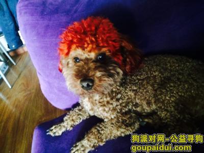 北京寻狗主人，十里河周庄嘉园捡到一只成年泰迪！，它是一只非常可爱的宠物狗狗，希望它早日回家，不要变成流浪狗。