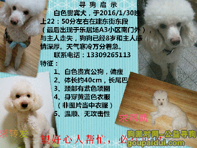 西安  2016年1月30日晚上23点左右丢失白色公贵宾犬，它是一只非常可爱的宠物狗狗，希望它早日回家，不要变成流浪狗。