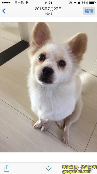 【九江找狗】，寻找白色小型公犬 于1月27号在时代豪邸小区走丢！，它是一只非常可爱的宠物狗狗，希望它早日回家，不要变成流浪狗。