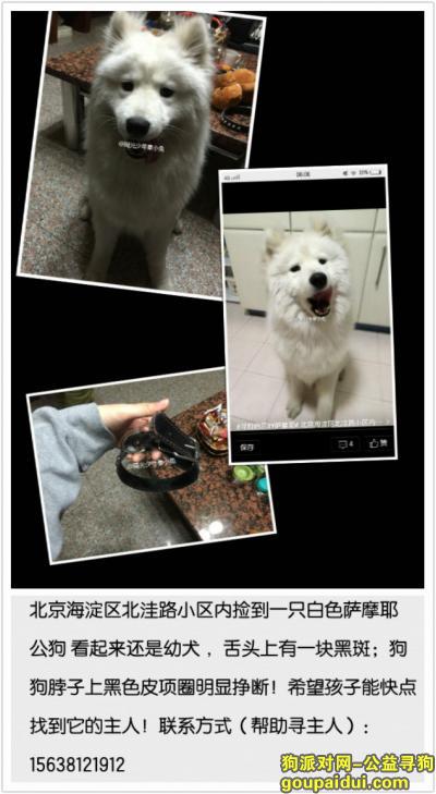 北京找狗主人，北京捡到萨摩耶  男孩，它是一只非常可爱的宠物狗狗，希望它早日回家，不要变成流浪狗。