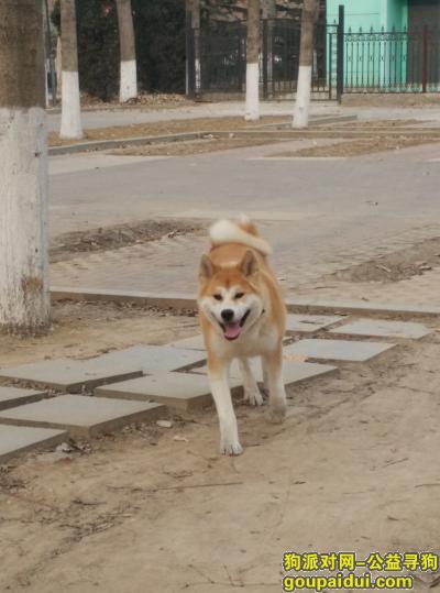 捡到秋田犬，北京通州寻找爱犬，公秋田犬，在北京通州高楼金道南走失。，它是一只非常可爱的宠物狗狗，希望它早日回家，不要变成流浪狗。