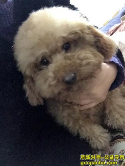 【郑州捡到狗】，是2014年9月左右在中原路西环路救下的泰迪公狗，成年，颜色浅，很听话，它是一只非常可爱的宠物狗狗，希望它早日回家，不要变成流浪狗。