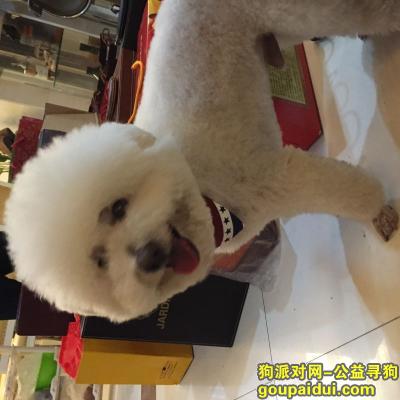 昆明寻狗网，云南省昆明市五华区护国路两千元寻找白色比熊，它是一只非常可爱的宠物狗狗，希望它早日回家，不要变成流浪狗。