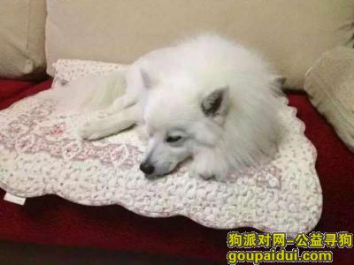 天津寻狗启示，寻银狐狗狗 3000元酬金，它是一只非常可爱的宠物狗狗，希望它早日回家，不要变成流浪狗。