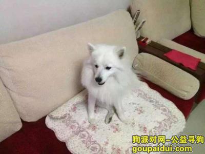 【天津找狗】，寻银狐狗狗 酬金3000元，它是一只非常可爱的宠物狗狗，希望它早日回家，不要变成流浪狗。
