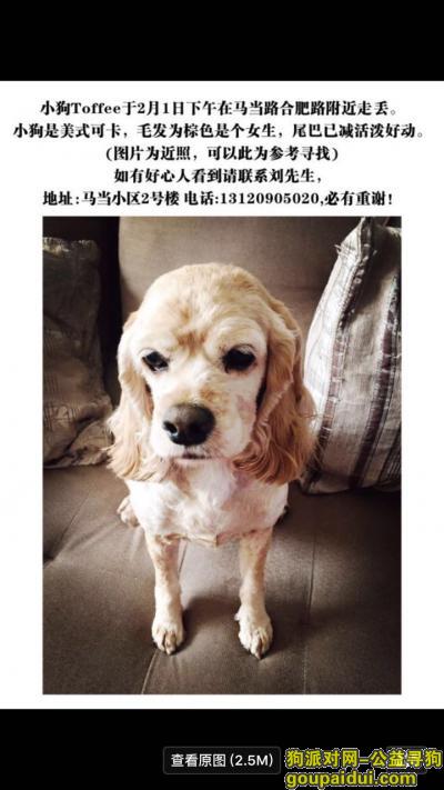 上海黄浦马当路合肥路重金寻找可卡犬，它是一只非常可爱的宠物狗狗，希望它早日回家，不要变成流浪狗。