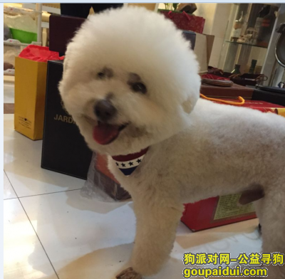 云南昆明市五华区护国路两千元寻找白色比熊，它是一只非常可爱的宠物狗狗，希望它早日回家，不要变成流浪狗。