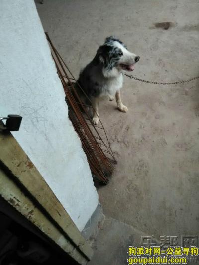 赣州寻狗网，江西赣州南康谭东镇寻狗，它是一只非常可爱的宠物狗狗，希望它早日回家，不要变成流浪狗。