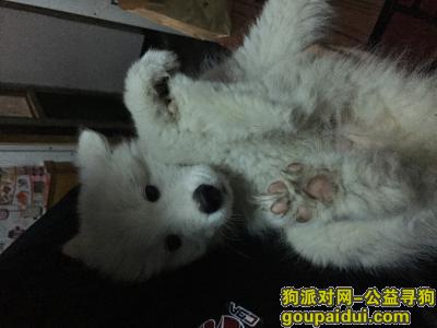 北京磁器口附近丢失2月六号，它是一只非常可爱的宠物狗狗，希望它早日回家，不要变成流浪狗。