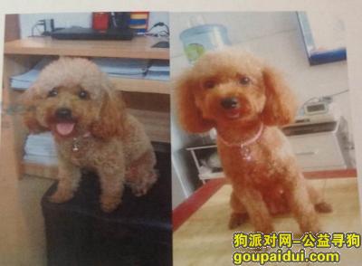 【深圳找狗】，急 寻棕色泰迪（悬赏5000元），它是一只非常可爱的宠物狗狗，希望它早日回家，不要变成流浪狗。