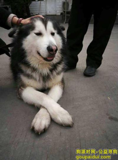 成都寻狗主人，成都市新南门车站附近走失的阿拉斯加犬寻找主人，它是一只非常可爱的宠物狗狗，希望它早日回家，不要变成流浪狗。