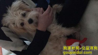 秦皇岛寻狗，在吉星里小区附近丢失300酬金，它是一只非常可爱的宠物狗狗，希望它早日回家，不要变成流浪狗。