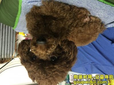 【沈阳找狗】，沈阳市皇姑区重金寻棕色泰迪犬，它是一只非常可爱的宠物狗狗，希望它早日回家，不要变成流浪狗。