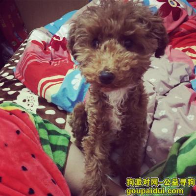 在黑龙江大庆市采油四厂2月6日晚饭时间丢失一条泰迪狗，它是一只非常可爱的宠物狗狗，希望它早日回家，不要变成流浪狗。