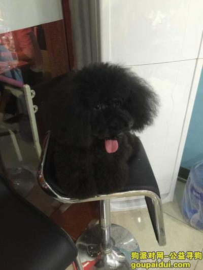 【广州找狗】，越秀区淘金东路走失黑色贵宾一只，它是一只非常可爱的宠物狗狗，希望它早日回家，不要变成流浪狗。