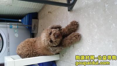 【广州找狗】，在广州番禺捡到一只棕色卷毛狗。泰迪或贵宾，它是一只非常可爱的宠物狗狗，希望它早日回家，不要变成流浪狗。