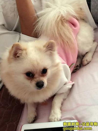 【兰州找狗】，寻找一直白色博美犬 身穿粉色羽绒服，它是一只非常可爱的宠物狗狗，希望它早日回家，不要变成流浪狗。