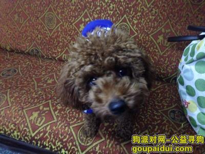 【深圳找狗】，寻找一只贵宾，身穿蓝色小衣服，它是一只非常可爱的宠物狗狗，希望它早日回家，不要变成流浪狗。