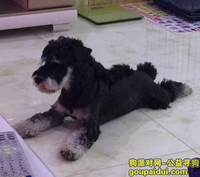 【长春找狗】，一只黑色雪纳瑞 贵宾犬，它是一只非常可爱的宠物狗狗，希望它早日回家，不要变成流浪狗。