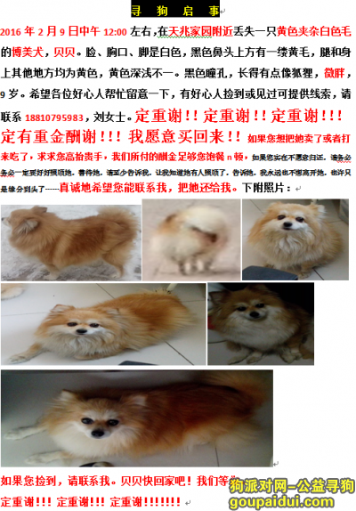 【北京找狗】，北京海淀文慧桥附近找博美犬，它是一只非常可爱的宠物狗狗，希望它早日回家，不要变成流浪狗。