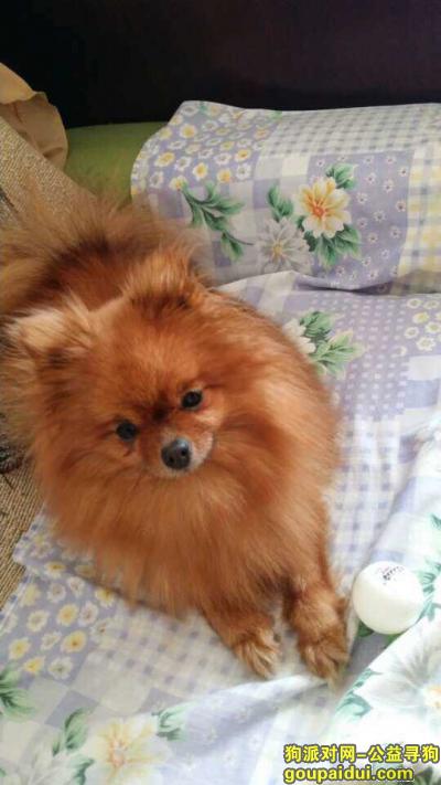 寻在南阳市张衡路附近走失的棕色小博美，它是一只非常可爱的宠物狗狗，希望它早日回家，不要变成流浪狗。