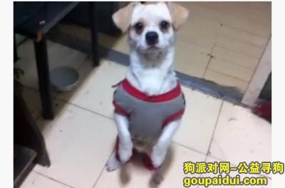 哈尔滨寻找爱犬望好心人帮忙，谢谢啦，它是一只非常可爱的宠物狗狗，希望它早日回家，不要变成流浪狗。