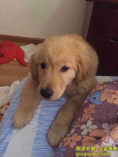 四个月大的金毛犬丢失,着急!!!，它是一只非常可爱的宠物狗狗，希望它早日回家，不要变成流浪狗。