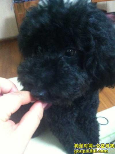 【上海找狗】，上海松江区九亭沪松公路重金寻找黑泰迪，它是一只非常可爱的宠物狗狗，希望它早日回家，不要变成流浪狗。