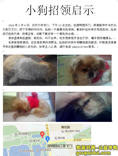 2月9日大年初二北京海淀区圆明园东门河沟捡到一条母京巴，它是一只非常可爱的宠物狗狗，希望它早日回家，不要变成流浪狗。