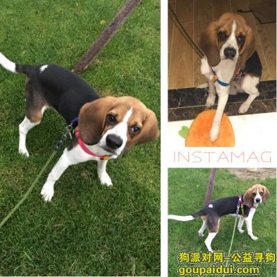 捡到比格犬，北京房山寻比格犬一只，它是一只非常可爱的宠物狗狗，希望它早日回家，不要变成流浪狗。