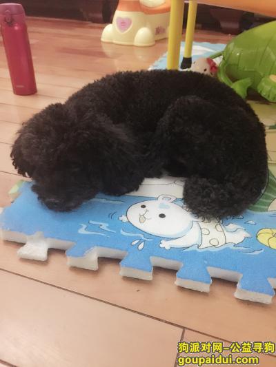 【福州捡到狗】，2016年2月7日在津泰捡到黑色贵宾，它是一只非常可爱的宠物狗狗，希望它早日回家，不要变成流浪狗。