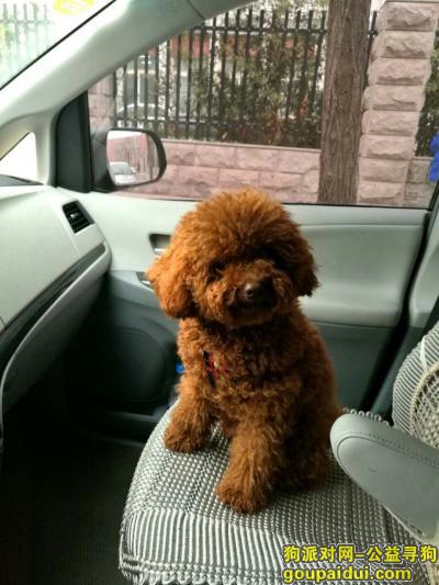 【漯河找狗】，5000元寻丢失的泰迪小狗，它是一只非常可爱的宠物狗狗，希望它早日回家，不要变成流浪狗。