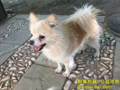 【北京找狗】，北京大兴香海园初一下午走失浅黄色博美犬！，它是一只非常可爱的宠物狗狗，希望它早日回家，不要变成流浪狗。