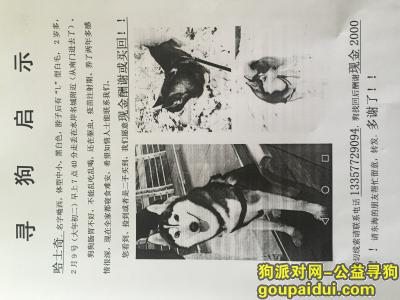 连云港市东海县重金寻狗！！帮找到狗就给钱！拜托大家了！帮帮忙！，它是一只非常可爱的宠物狗狗，希望它早日回家，不要变成流浪狗。