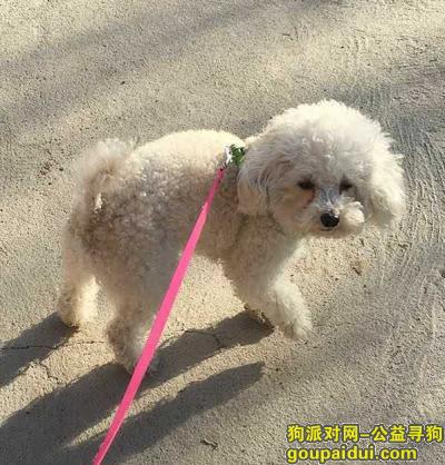 【北京找狗】，北京房山区周口店悬赏五千元寻找泰迪，它是一只非常可爱的宠物狗狗，希望它早日回家，不要变成流浪狗。