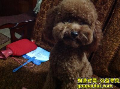 浙江金华武义寻巧克力色贵宾，它是一只非常可爱的宠物狗狗，希望它早日回家，不要变成流浪狗。