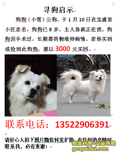 【北京找狗】，北京 海淀区 3000元寻 白色串犬回家13522906391，它是一只非常可爱的宠物狗狗，希望它早日回家，不要变成流浪狗。