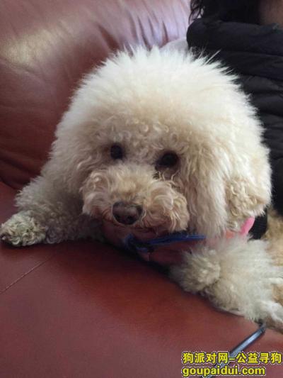 岳阳丢失贵宾犬香槟色偏白 5000元酬金!!，它是一只非常可爱的宠物狗狗，希望它早日回家，不要变成流浪狗。