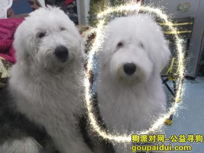 【北京找狗】，北京市丰台区云岗找狗，它是一只非常可爱的宠物狗狗，希望它早日回家，不要变成流浪狗。