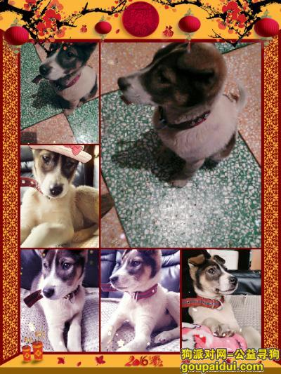 在瓯北和三丢失三四个月的小狗，它叫小花，它是一只非常可爱的宠物狗狗，希望它早日回家，不要变成流浪狗。
